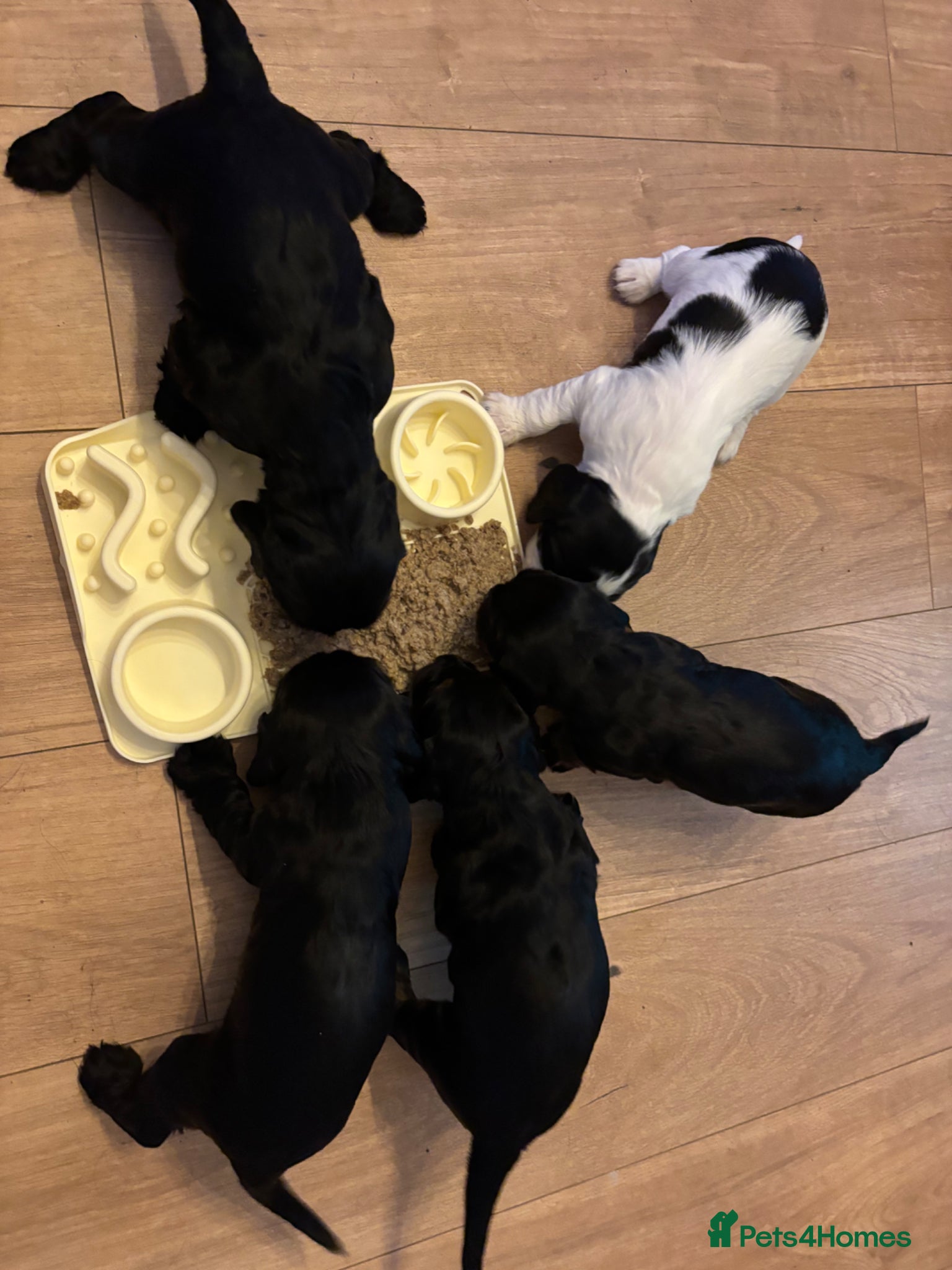 Cocker Spaniel dogs Stunning litter of 5 Cocker Spaniel puppies! - Advert 2