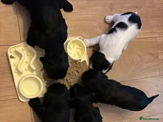 Cocker Spaniel dogs Stunning litter of 5 Cocker Spaniel puppies! - Advert 1