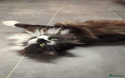 Ragdoll cats for sale: Alice and Layla Two House cats for new home - Image 8
