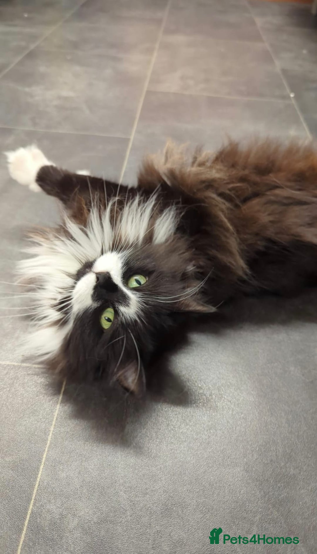 Ragdoll cats for sale: Alice and Layla Two House cats for new home - Image 8