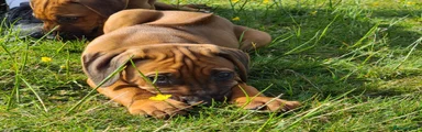 Rhodesian Ridgeback 2