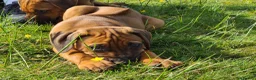 Rhodesian Ridgeback dogs for sale: Gentlemen of the Savanna. - Advert 7