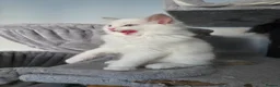 Ragdoll cats for sale: GCCF REGISTERED RAGDOLL KITTENS  - Advert 6