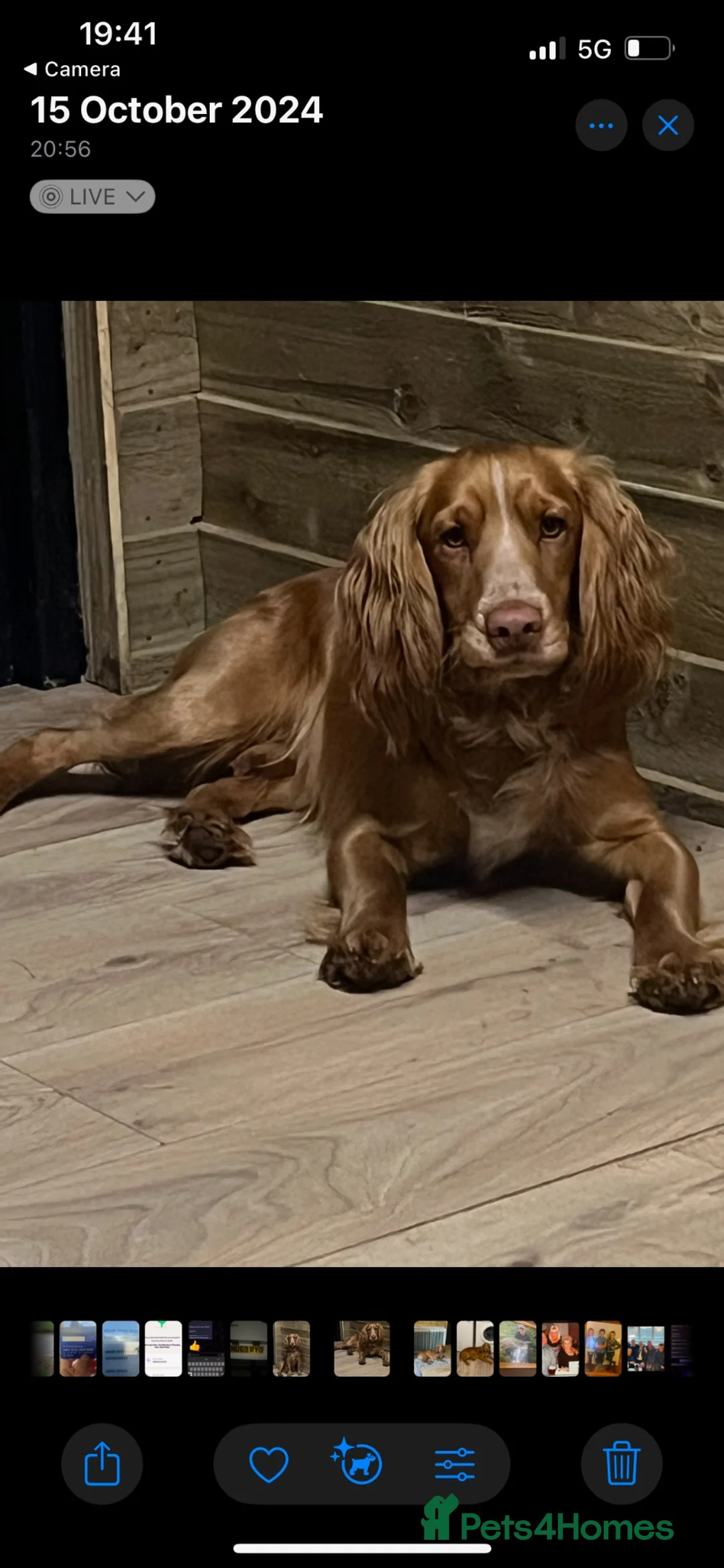Sprocker dogs for sale: Beautiful Sprocker Spaniel Pups in Doncaster - Advert 2