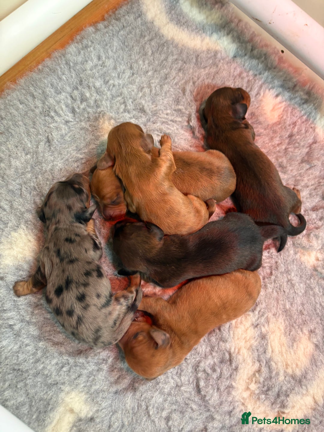 Miniature Dachshund dogs for sale: Gorgeous Long &short haired mini dachshund puppies - Image 2