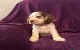 Cocker Spaniel dogs for sale: 🩷Stunning chocolate sable roan show type cocker🩷 - Advert 7