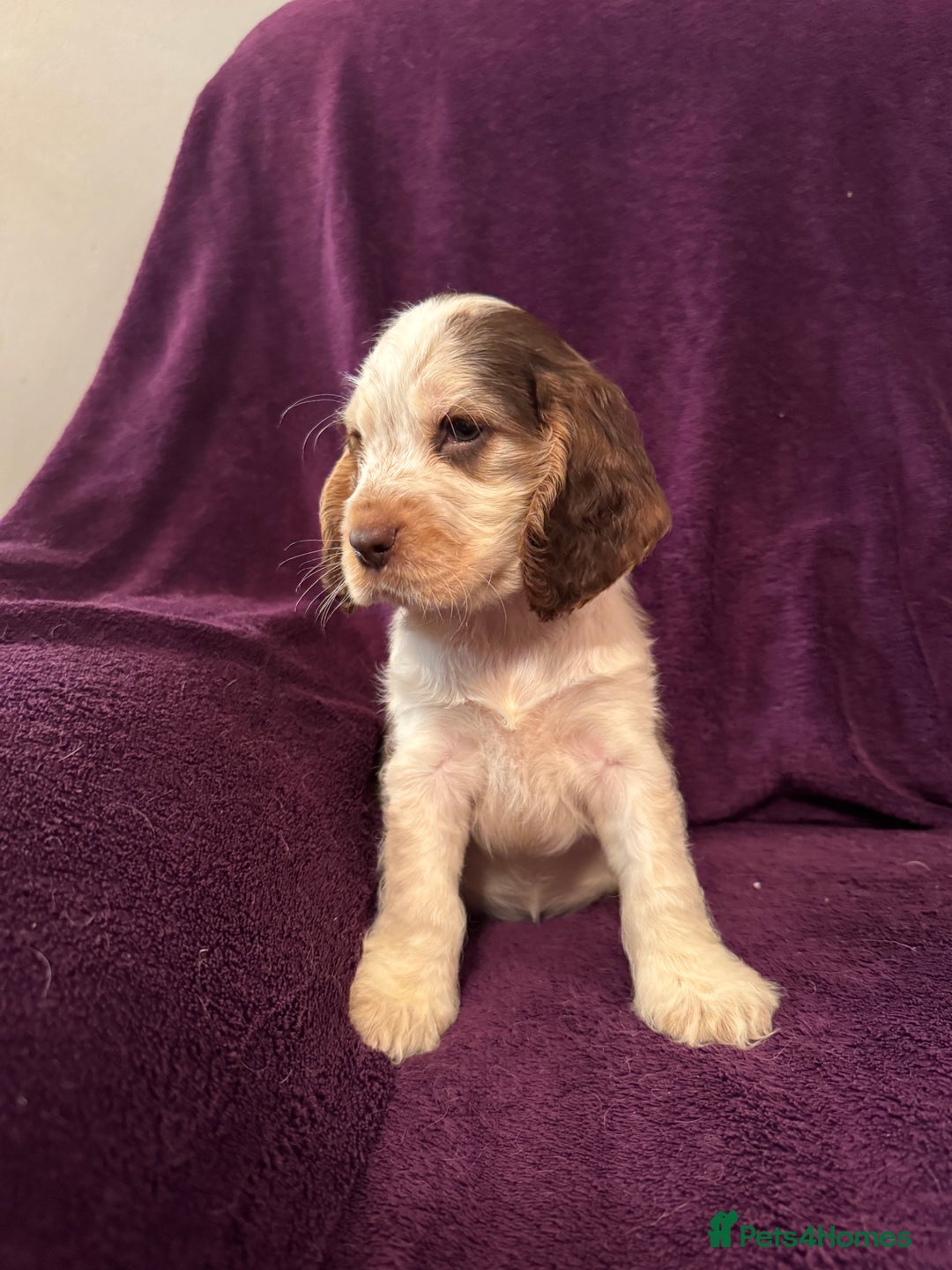 Cocker Spaniel dogs for sale: 🩷Stunning chocolate sable roan show type cocker🩷 - Advert 7