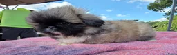 Pekingese dogs for sale: KC Registered Pekingese Puppies top quality  - Advert 32