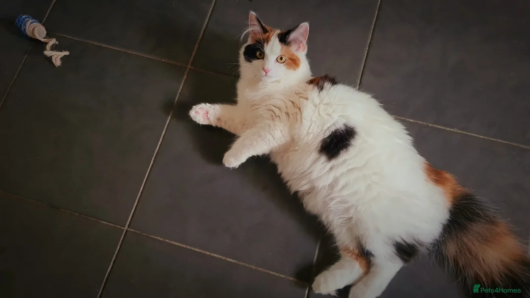 Mixed Breed cats for sale: 3 Beautiful Ragdoll Cross Male Kittens - Advert 2