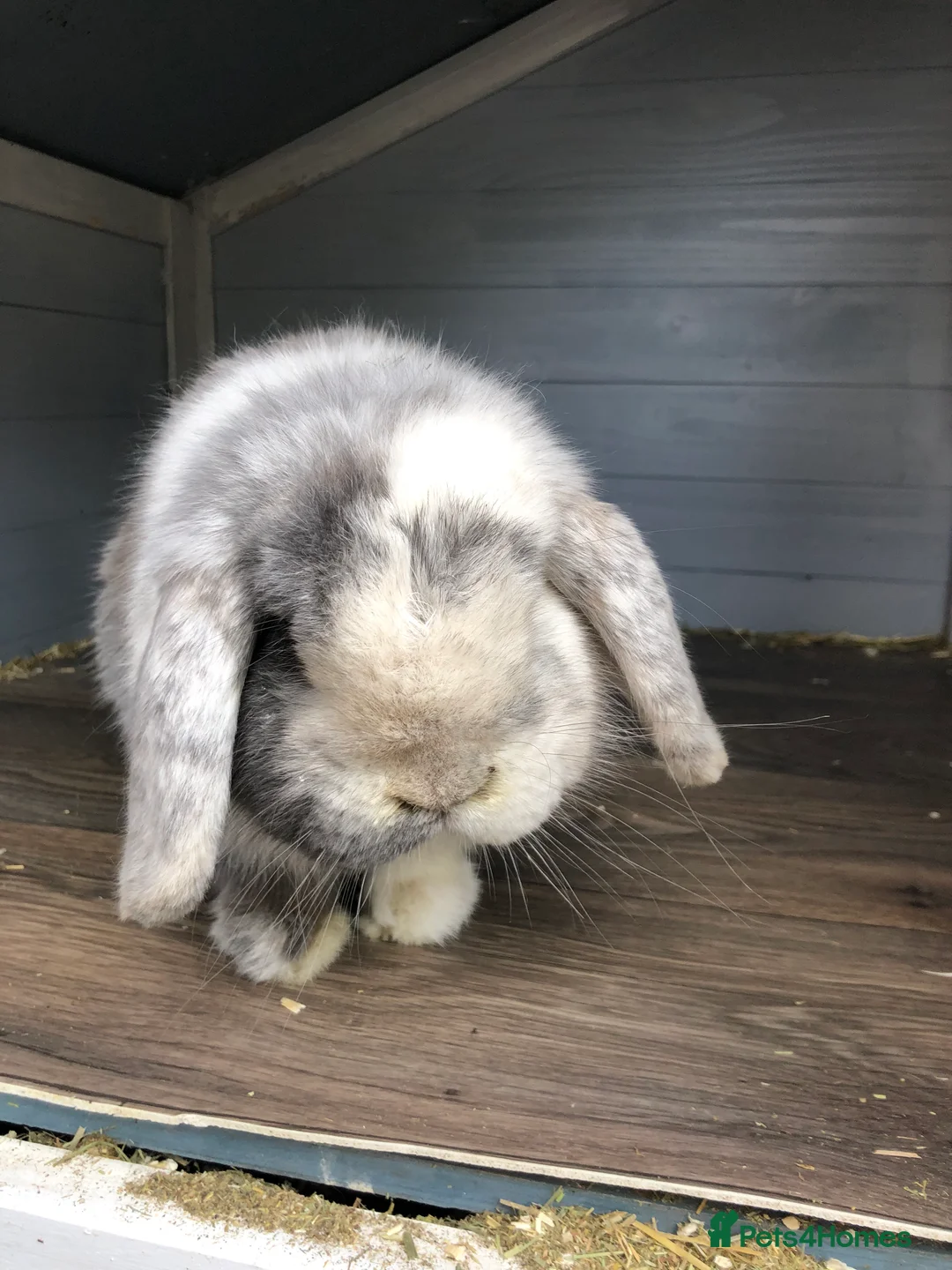 Mini Lop rabbits for sale: Beautiful Mini Lop male Rabbit  - Advert 2