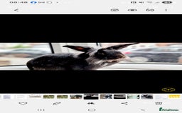 Lionhead rabbits for sale: Male lionhead - Image 1