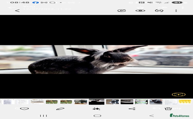 Lionhead rabbits - Advert 4