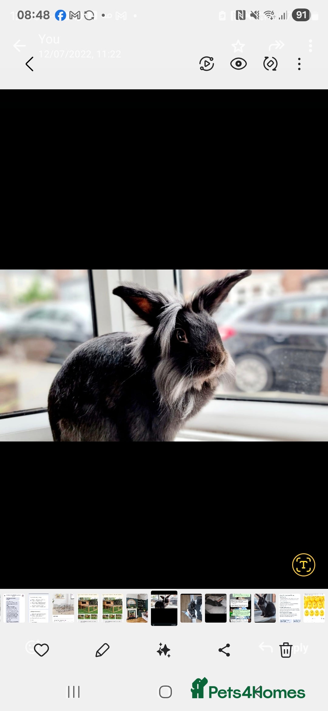Lionhead rabbits for sale: Male lionhead - Image 1