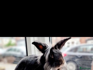 Lionhead rabbits - Advert 20