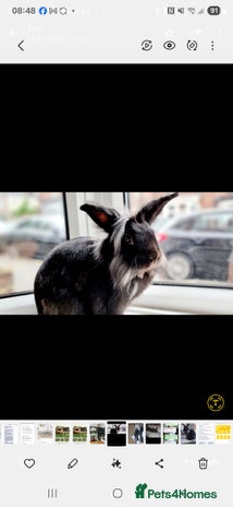Lionhead rabbits - Advert 4