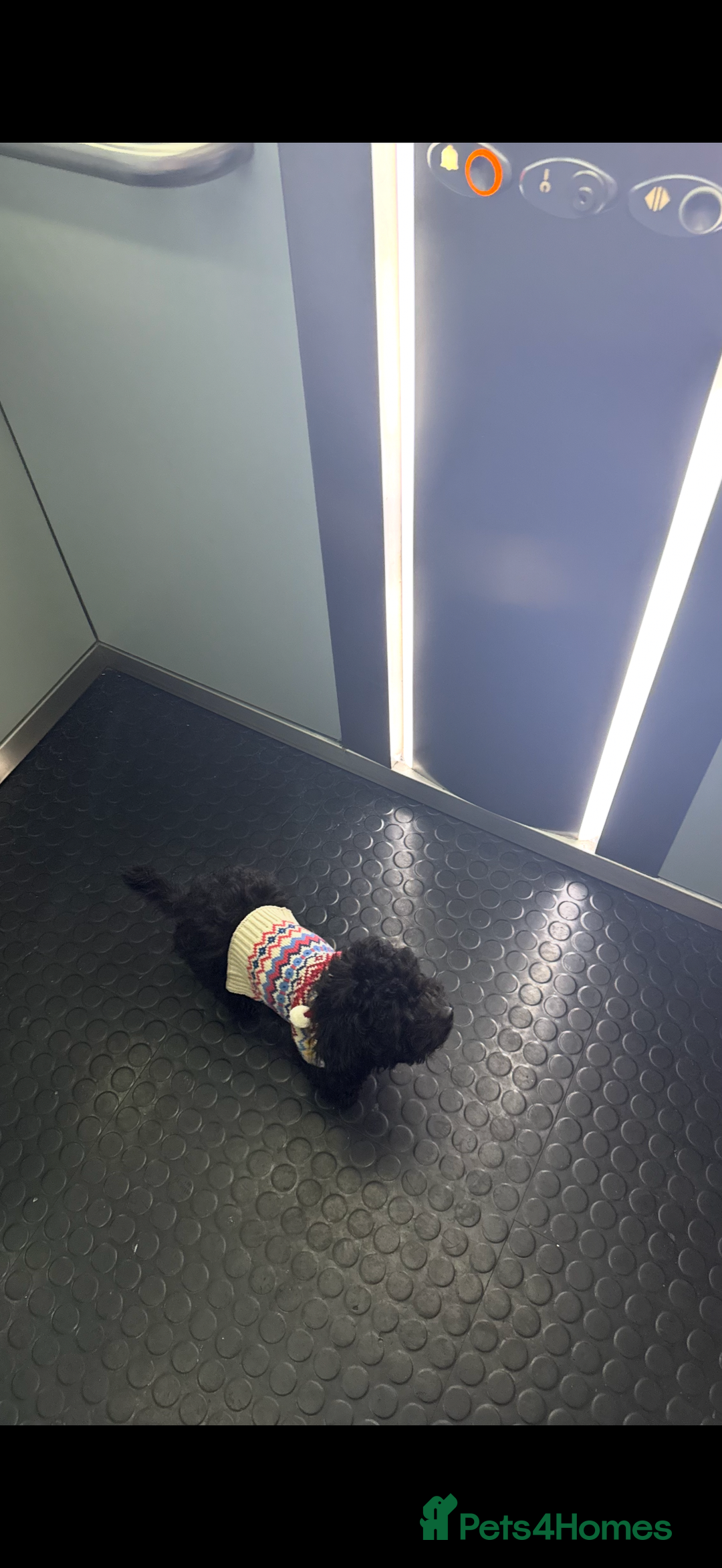 Cockapoo dogs for sale: Adorable Female Cockapoo Puppy for Sale - Advert 6