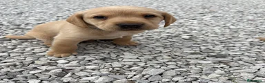 Labrador Retriever 5