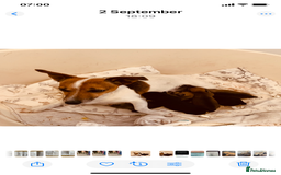 Jack Russell dogs for sale: Outstanding miniature Jack Russell puppies  - Image 13