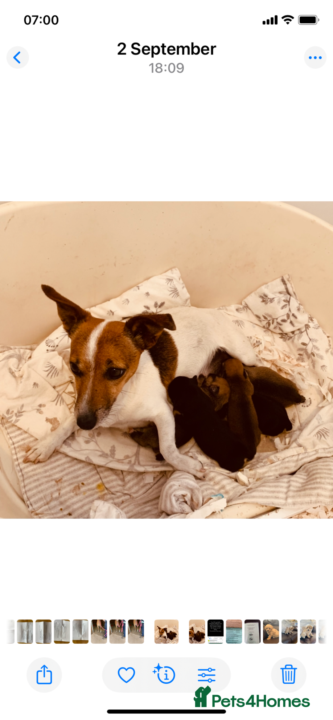 Jack Russell dogs for sale: Outstanding miniature Jack Russell puppies  - Image 13