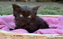 Russian Blue cats for sale: Crossed RussianBlue Kittens - Image 14