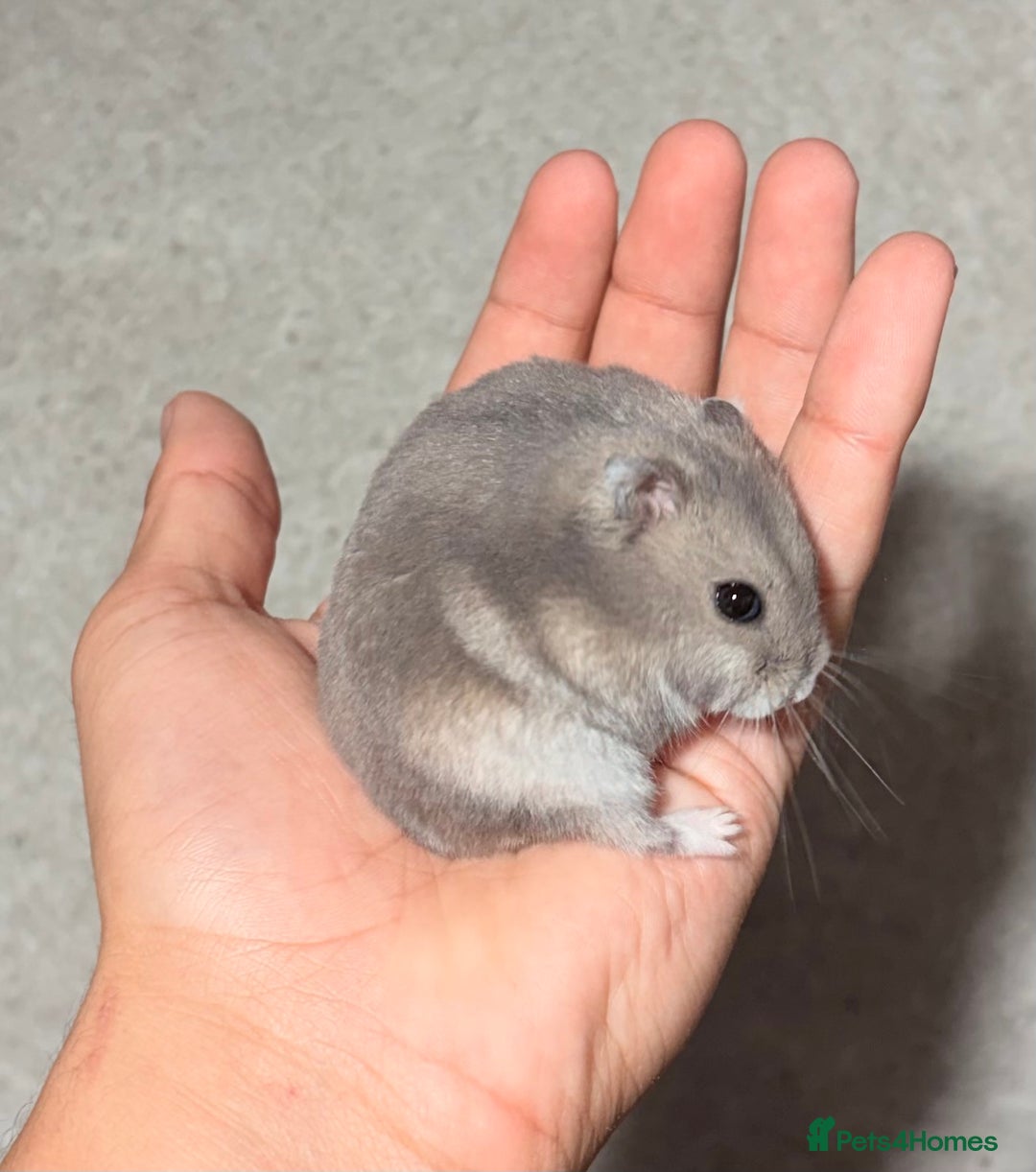 Hamster rodents for sale: OLDER STUNNING TAME PEDIGREE HAMSTERS - Advert 6