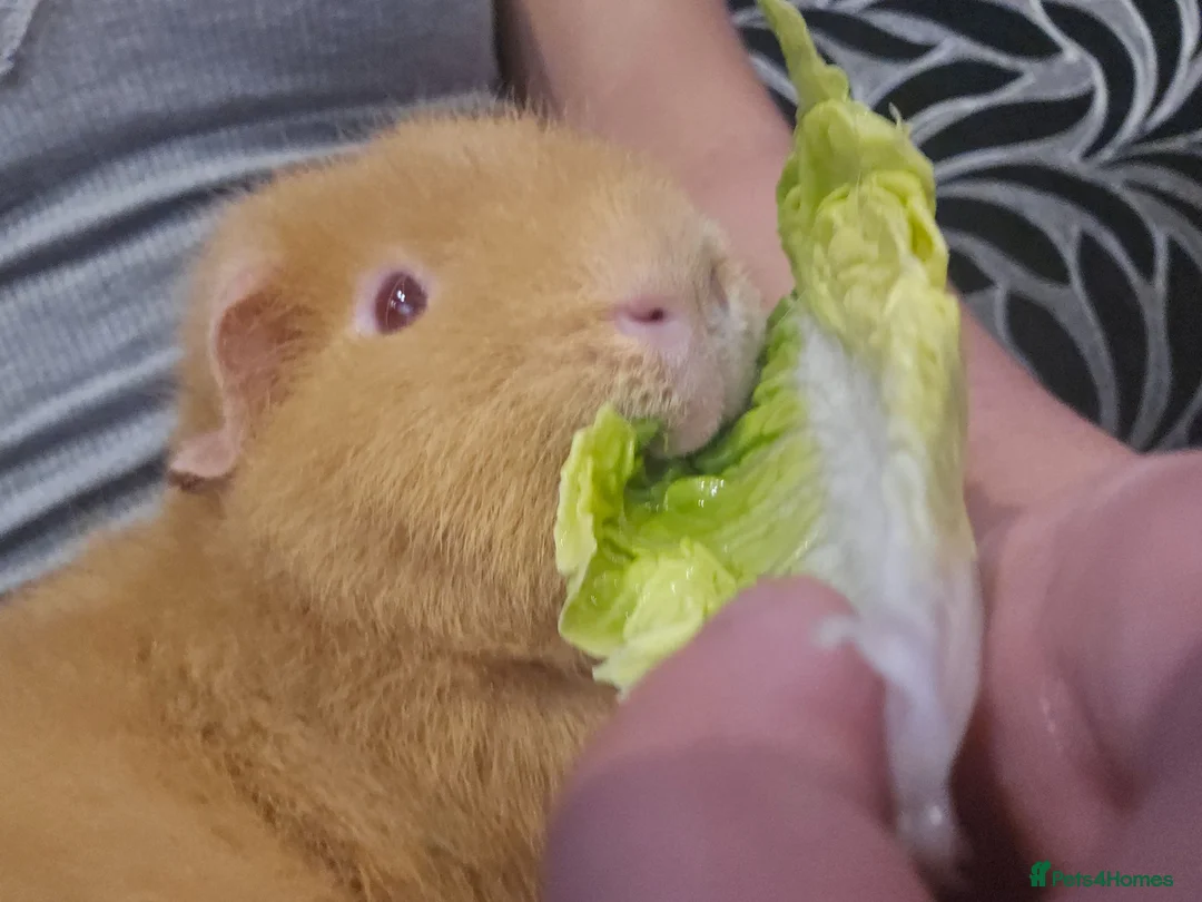 Guinea Pig rodents for sale: Two male guinea pigs free to a good home in Rugby - Advert 2