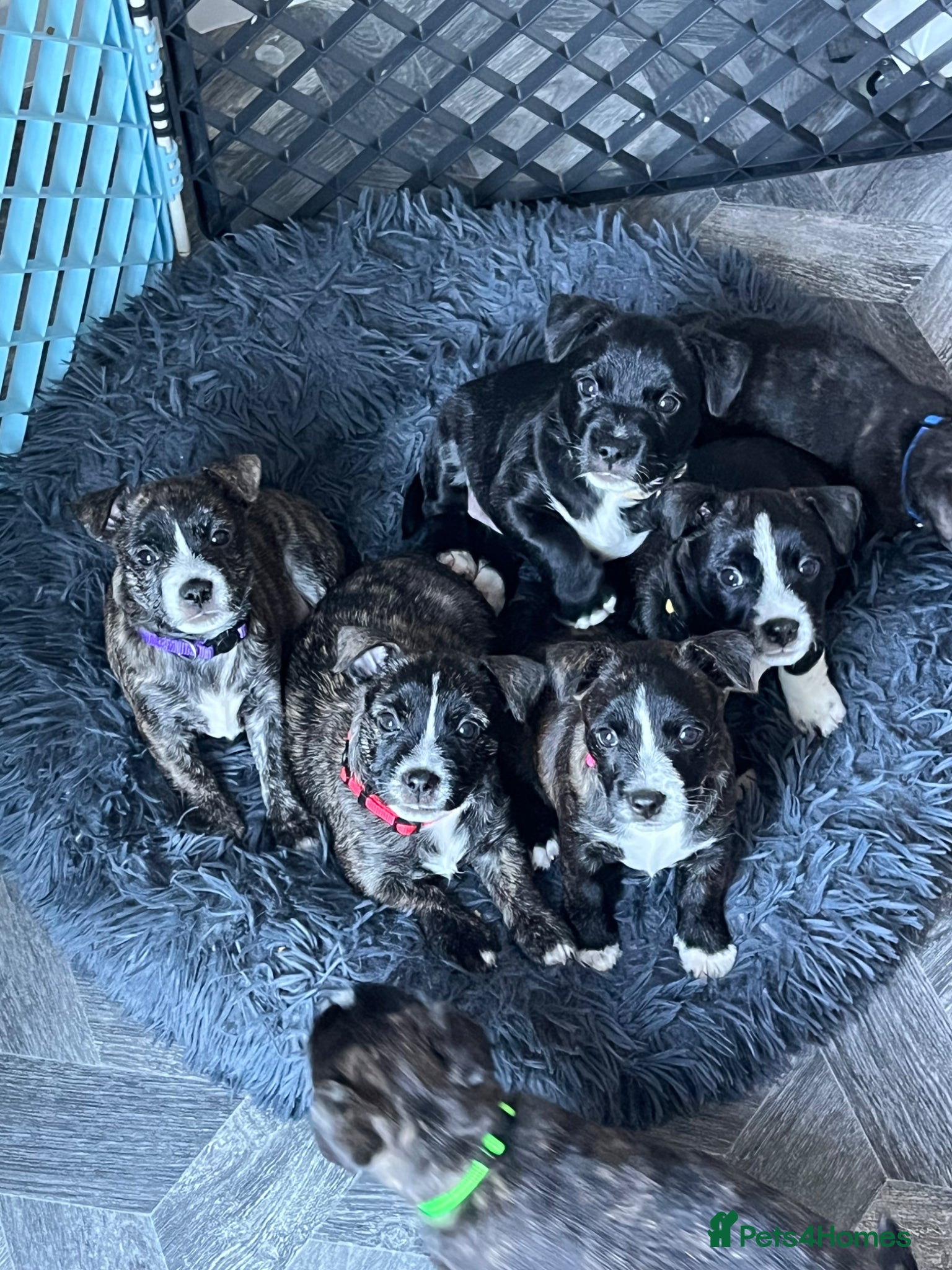 Jack Russell dogs Jack Russell highland terrier puppies 7 weeks old - Advert 14