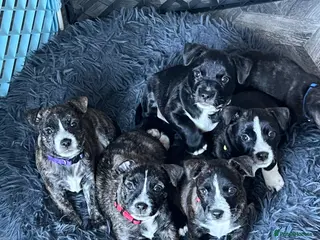 Jack Russell dogs Jack Russell highland terrier puppies 7 weeks old - Advert 14