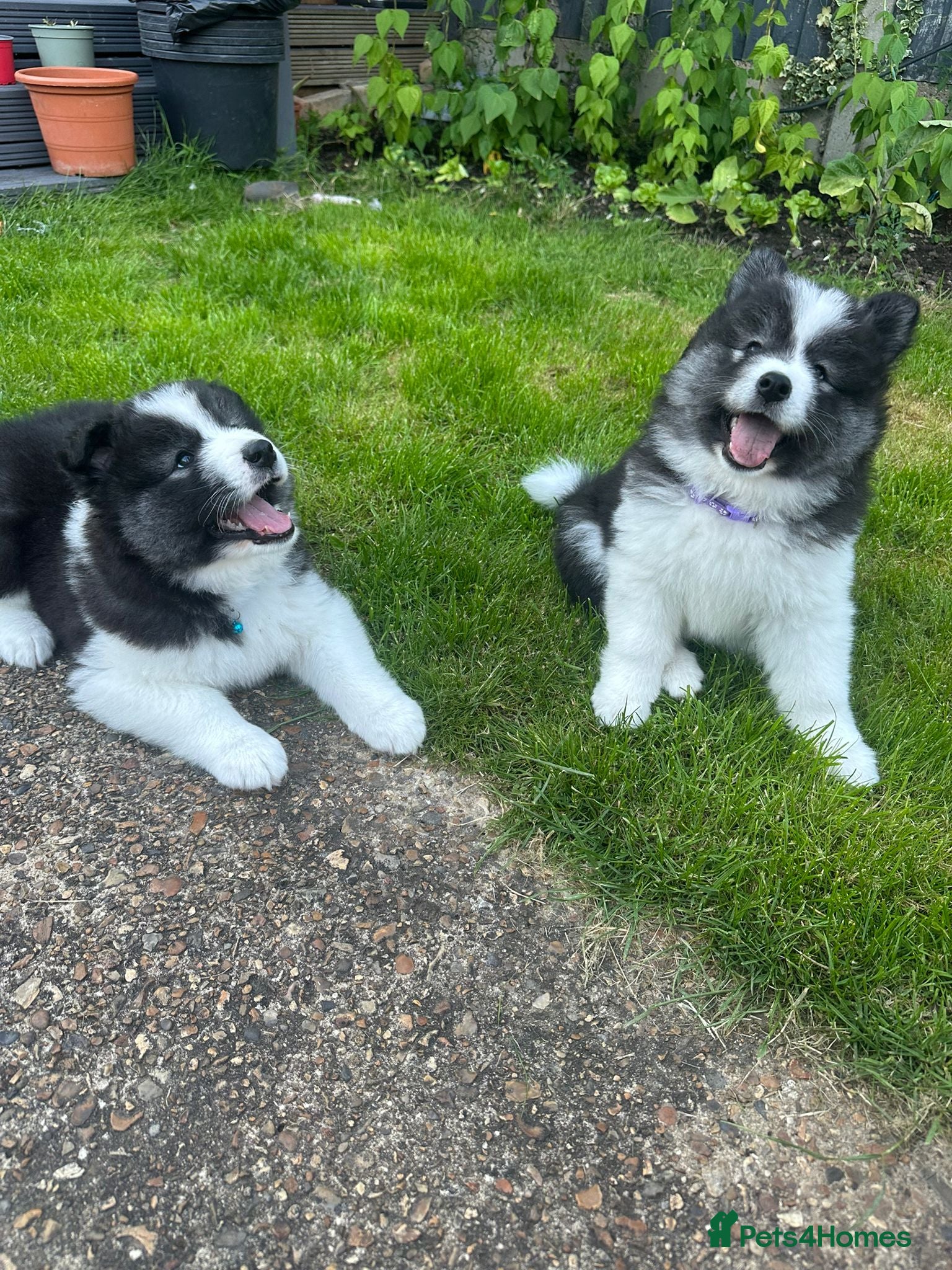 Mixed Breed dogs Beautiful Samoyed/Siberian Husky puppies💞 - Advert 2