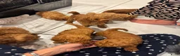 Cockapoo dogs for sale: STUNNING RED COCKAPOO PUPPIES - Advert 9