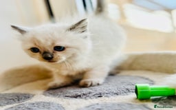 Ragdoll cats for sale: Ragdoll kittens for sale - Image 13