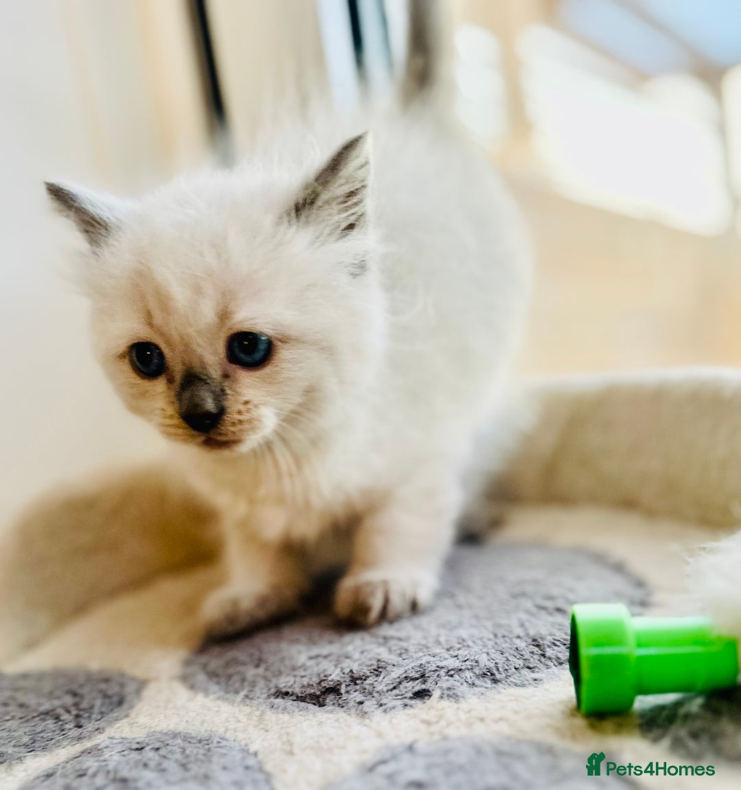 Ragdoll cats for sale: Ragdoll kittens for sale - Image 13