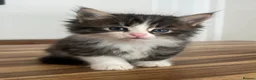 Persian cats for sale: Beautiful Persian Kittens Ready for Forever Homes - Advert 18