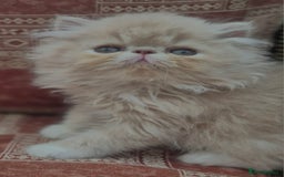 Exotic cats for sale: 💙Show Quality Longhair Boy- READY NOW 💙 - Image 3