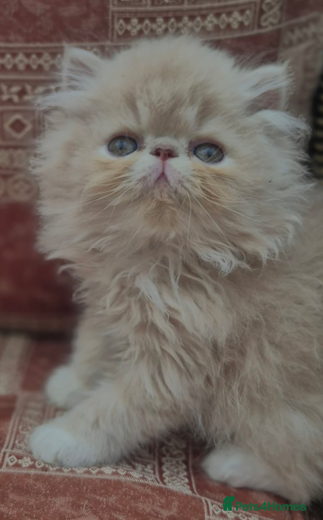 Exotic cats for sale: 💙Show Quality Longhair Boy- READY NOW 💙 - Image 3