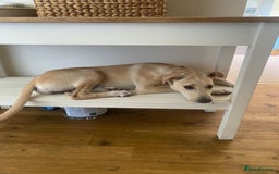 Mixed Breed dogs for adoption: Beautiful Blanca - Image 7