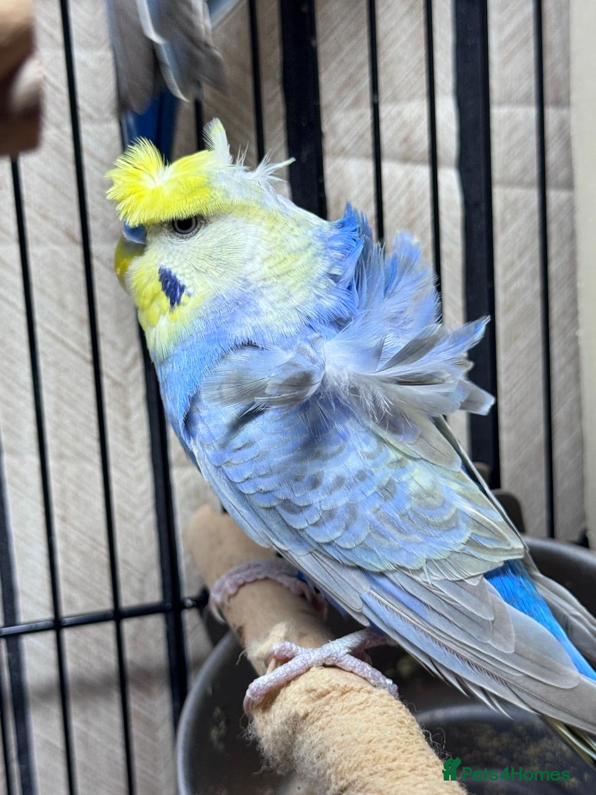 Budgerigars birds Breeding budgies available  - Advert 17