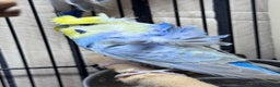 Budgerigars birds for sale: Young Black wing hen budgie for sale  - Advert 4