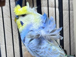 Budgerigars birds Breeding budgies available - Advert 6