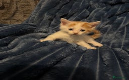 Domestic Shorthair cats for sale: Beautiful kittens - Image 7
