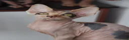 Sphynx cats for sale: Beautiful Pedigree Sphynx Kittens  - Advert 17