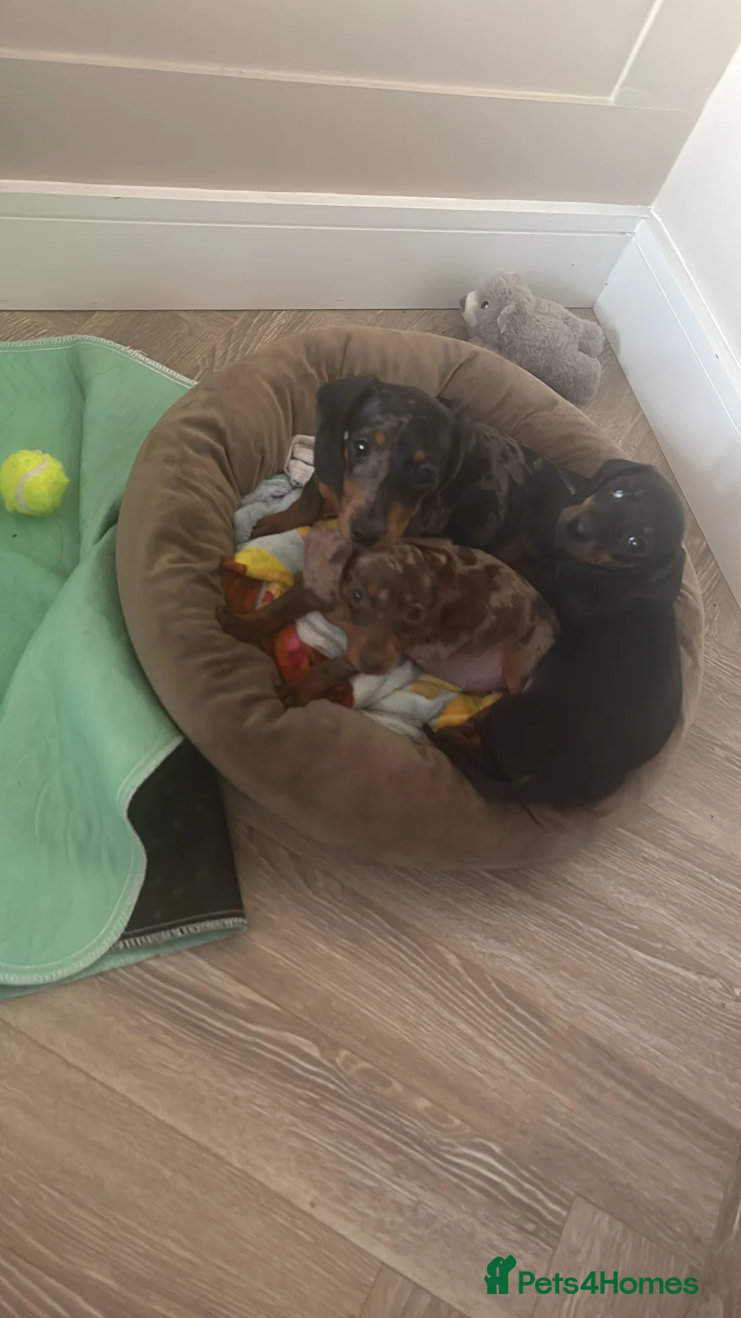 Miniature Dachshund dogs for sale: female miniature dashound for sale  in Solihull - Advert 2