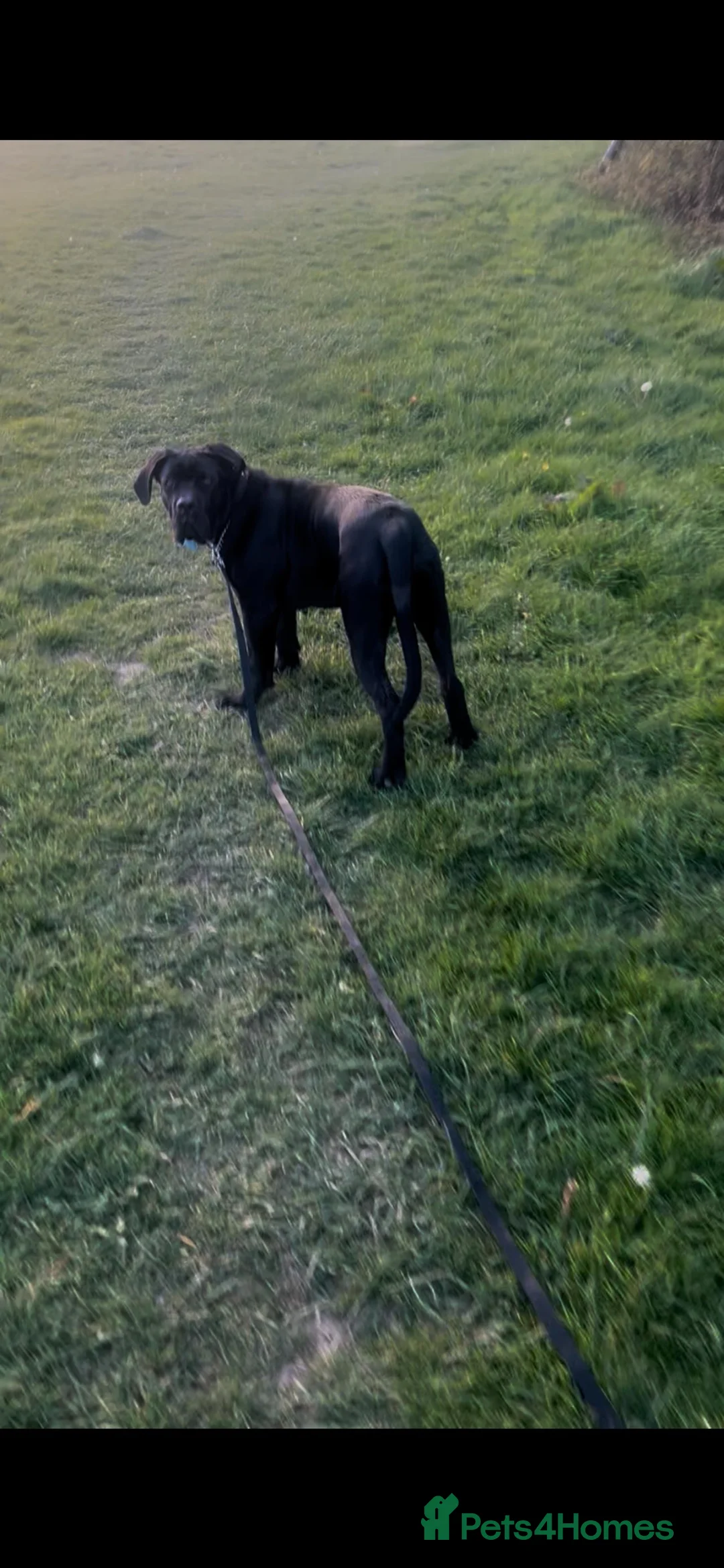 Cane Corso dogs for sale: Stunning male cane corso 6 months old in Newton Abbot - Advert 2