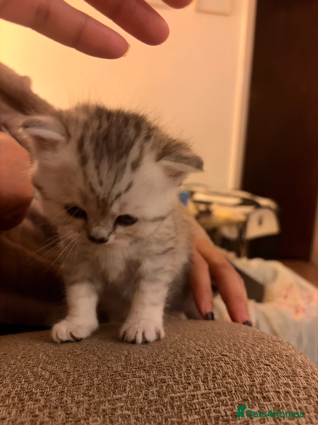Scottish Fold cats for sale:  Adorable Scottish Fold Kittens in London - Advert 17