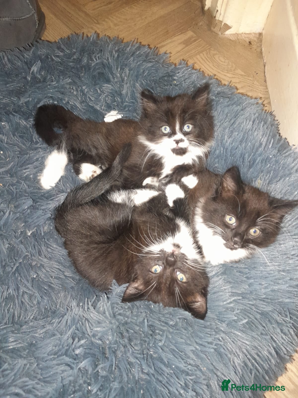 Mixed Breed cats Black and white kittens - Advert 9