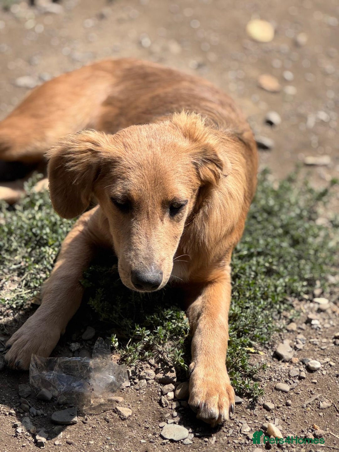 Mixed Breed dogs for adoption: THEO - a Superb Puppy Boy, for a Loving Home - Image 37