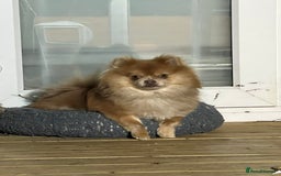 Pomeranian dogs for sale: Teddybear cuddly Retired spayed 1-2 years old  - Image 15