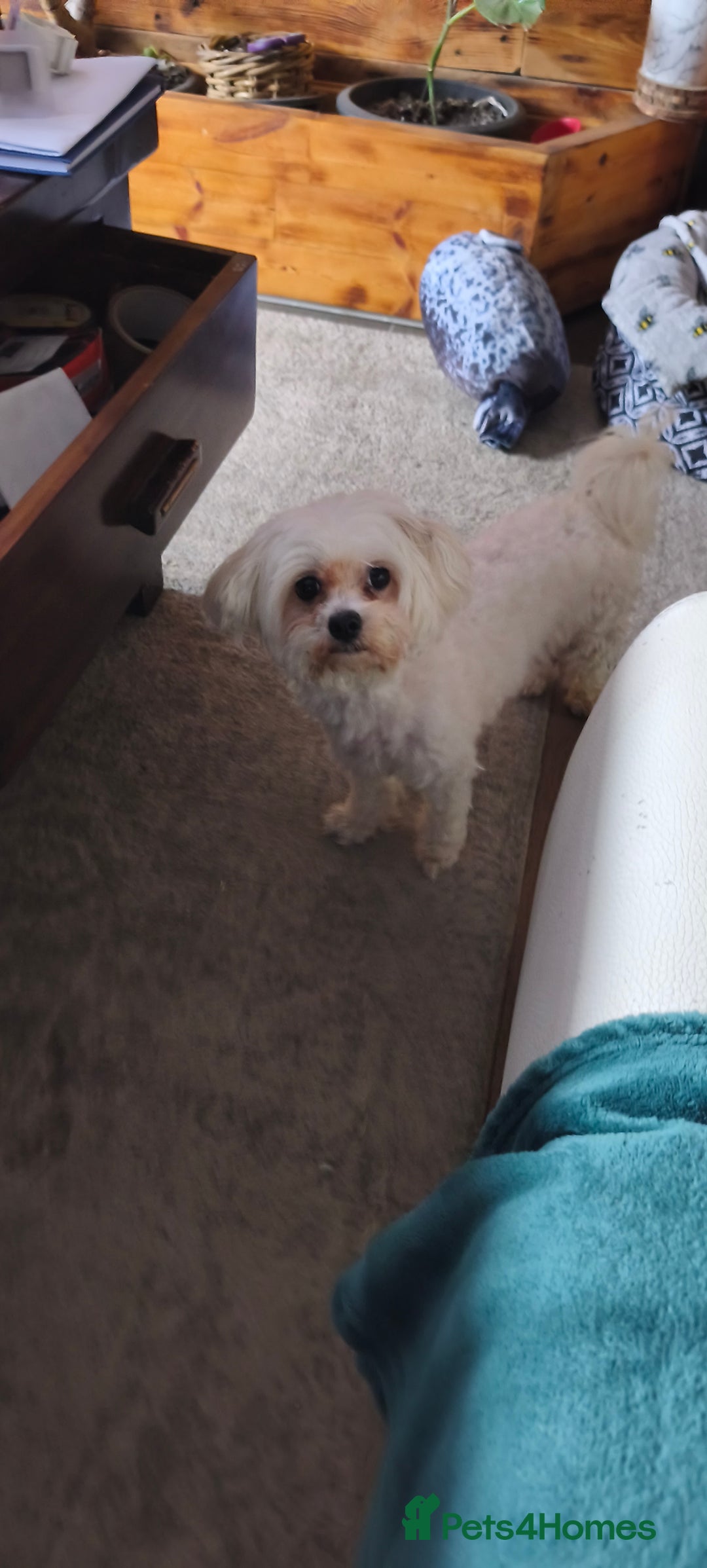 Maltese dogs for sale: Maltese puppys  - Advert 4