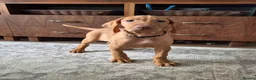 Hungarian Vizsla dogs for sale: Beautiful Hungarian Vizsla Puppies - Advert 1