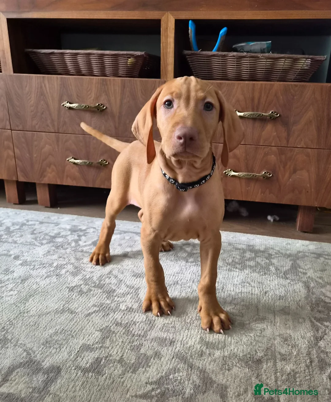 Hungarian Vizsla dogs for sale: Beautiful Hungarian Vizsla Puppies - Advert 1